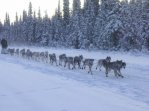 Denali Hwy 015.jpg